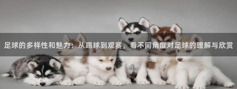 足球的多样性和魅力：从踢球到观赛，看不同角度对足球的理解与欣赏