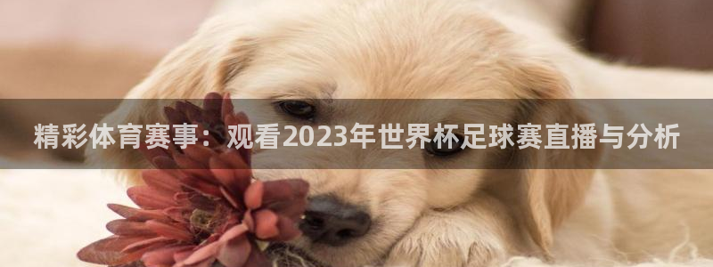 精彩体育赛事：观看2023年世界杯足球赛直播与分析