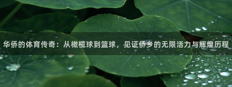 华侨的体育传奇：从橄榄球到篮球，见证侨乡的无限活力与辉煌历程